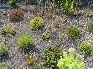 Dachterassengestaltung bei doc-green in Hilden buchen